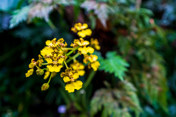 Yellow orchid, beautiful blooming flower