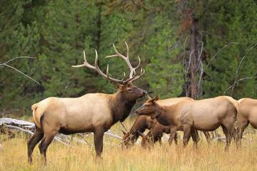 Naklejka na ściany i meble Bull elk with harem in the rain in Yellowstone National Park during the autumn rut