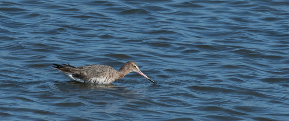 barge a queue noire et autres oiseaux d'eau