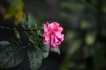 red flower in the garden