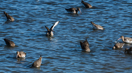 barge a queue noire et autres oiseaux d'eau