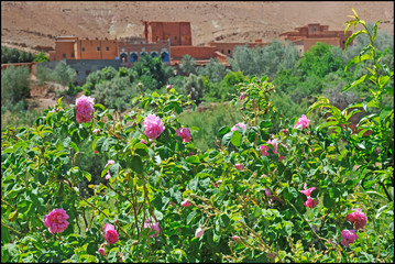Africa - Morocco - Kelaat 'mgouna  - Rose Valley - Gorge du Dades , famous place for Rose festival