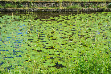 Summer. River in Park. Blooming yellow water lily (Nuphar lutea)