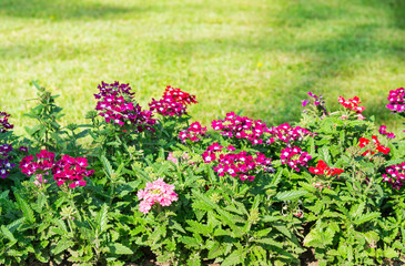 Flowerbed. Purple Flowers