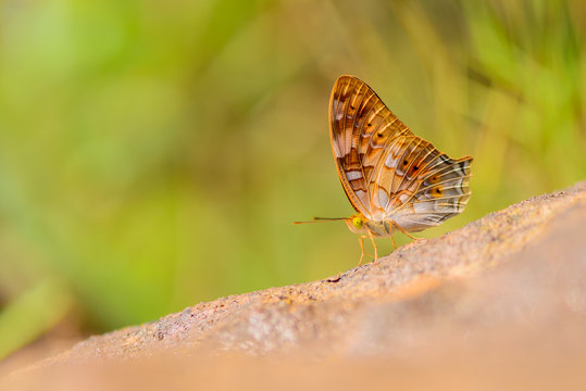 Beautiful Vagrans butterfly (Vagrans sinha)