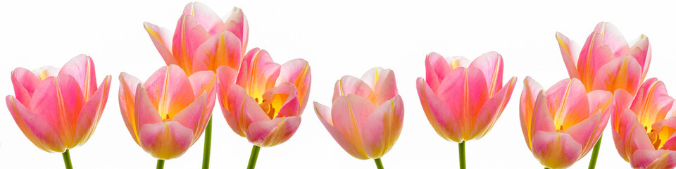 Fototapeta premium Spring Tulip Flowers over white. Tulips bunch. Pink tulips.