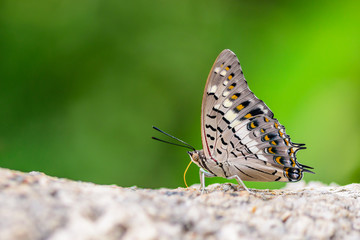 Beautiful Black Rajah butterfly (Charaxes solon) on the stone