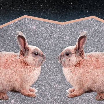 Space Bunnies