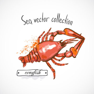 Crayfish seafood taste for packing or menu watercolor spray seafood poster on white background