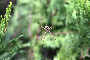 araña tejiendo telaraña entre arbol