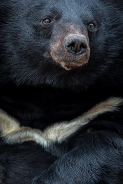 Asiatic Black Bear