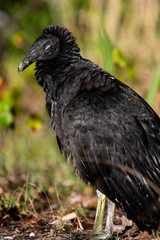 Fototapeta premium Black Vulture resting at sunrise