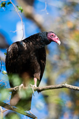 Turkey Vulture in a tall tree