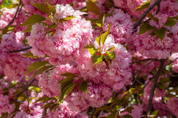 Beautiful cherry blossom sakura in spring time in Prague