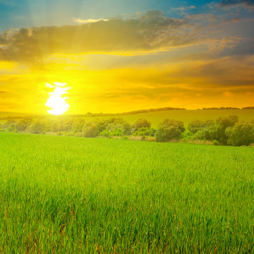 Green field, sunrise and blue sky.
