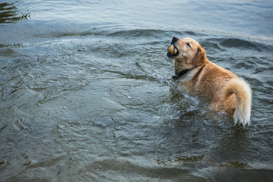 Achievement Success of Pet Dog in Mission Goal to Reach and Fetc