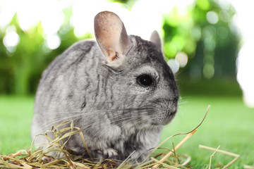 Cute funny grey chinchilla with hay on green grass, closeup