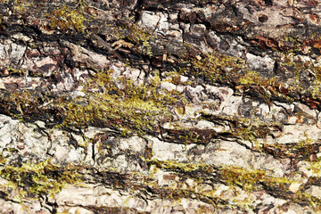 the structure of tree bark close up for background