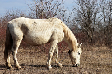 Obraz premium White dirty horse grazing on a pasture in the forest and eating dry grass. Rural landscape in early spring
