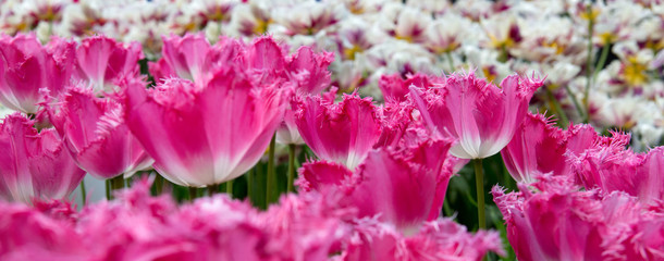 Obraz premium Pink tulips in spring garden. Easter flowers background.