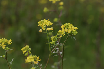 Mustard grass ; Sinapis arvensis L.