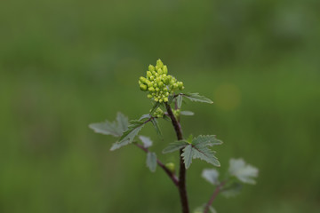 Mustard grass ; Sinapis arvensis L.