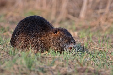 Coypu (Myocastor coypus) in natural environment, Danube wetland, Slovakia, Europe