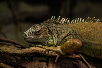 The green big iguana is having rest