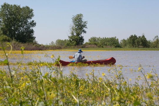 Stock photo of a man in a canoe on a summer day