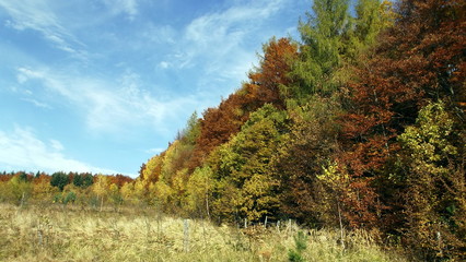 Fototapeta premium Beautiful nature in autumn
