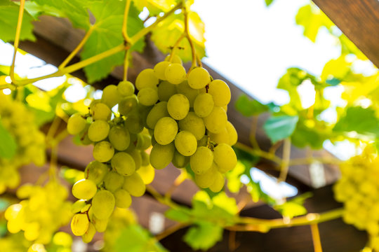 white bunch of grapes and grape shoots on wooden beams of pergola on a Sunny day