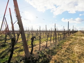 Spring vineyard leaves