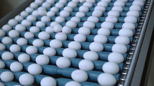 conveyor belt moving with white chicken eggs poultry farm