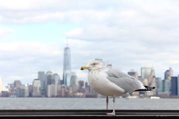 Sea Gull NYC