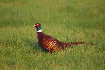 Wild pheasant in the field