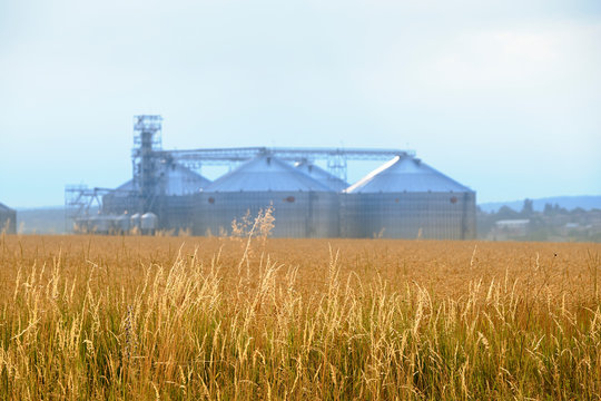 Wheat field
