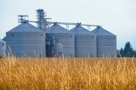 Wheat field with complex silo installations