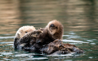 Sea otter mother & baby