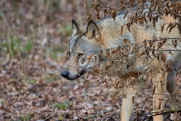 Wolf (Canis lupus) in captive breeding, Austria, Europe