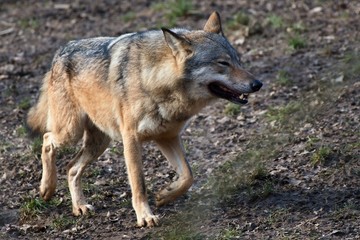 Naklejka na ściany i meble Wolf (Canis lupus) in captive breeding, Austria, Europe