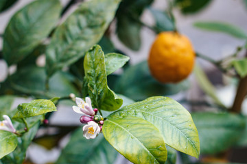 Photo of Tangerine tree blooms in the garden