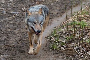 Wolf (Canis lupus) in captive breeding, Austria, Europe