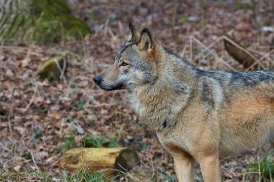 Wolf (Canis lupus) in captive breeding, Austria, Europe