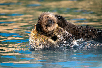 Sea otter mother & baby floating on the water