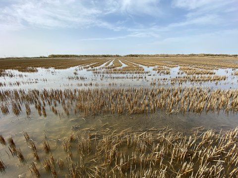 Arrozales en la albufera