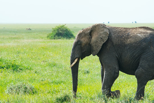 The Elephant on the Grassland