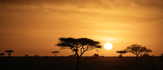 The Silhouette of Trees in Sunrise