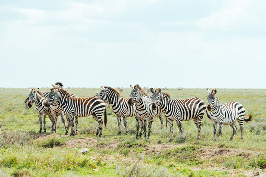 Zebras on the Grassland Safari