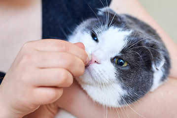 The owner cleans the cat's nose with a cotton swab.
