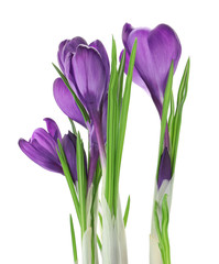 Beautiful purple crocus flowers isolated on white. Spring season